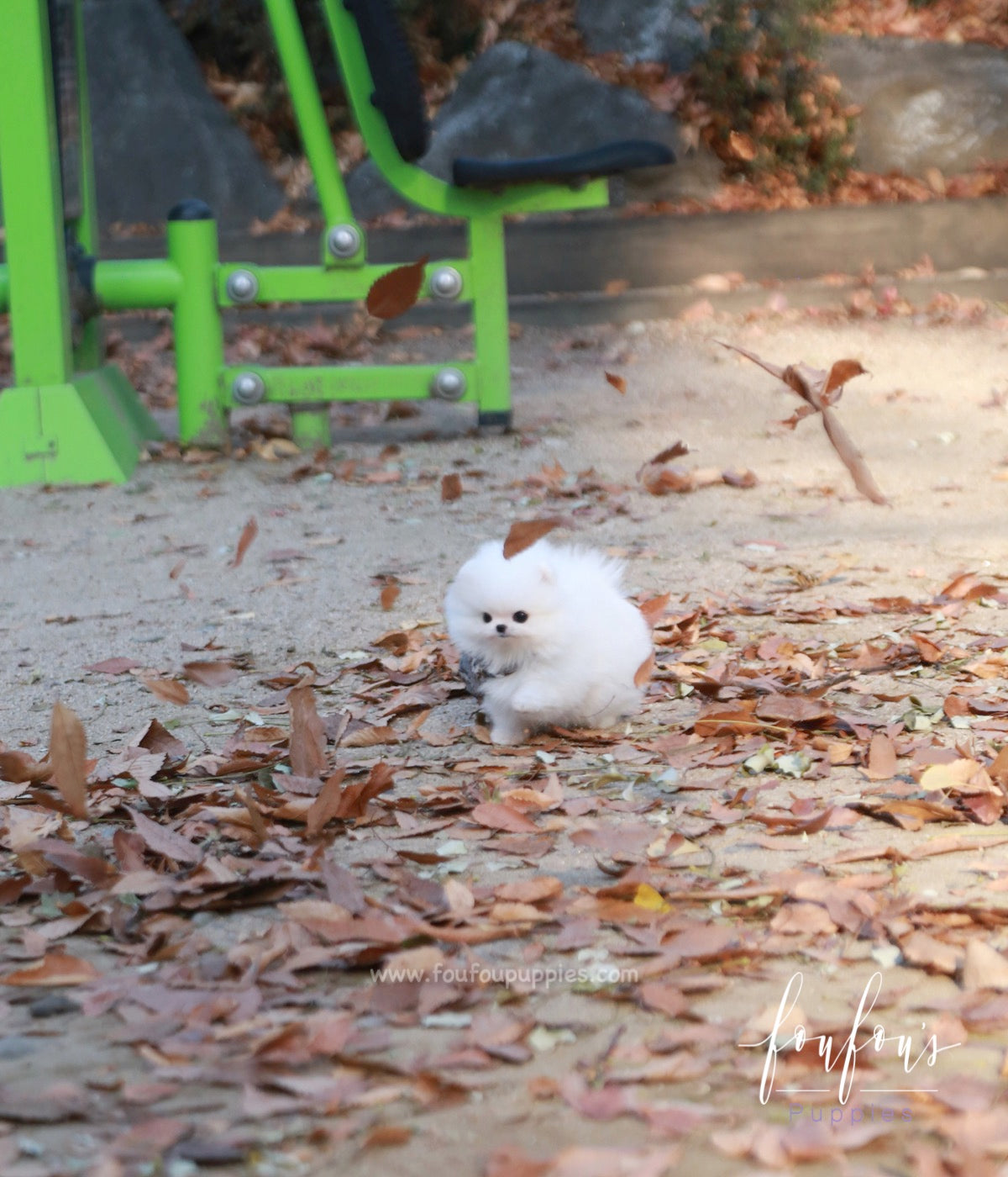 Pinky - Pomeranian F.
