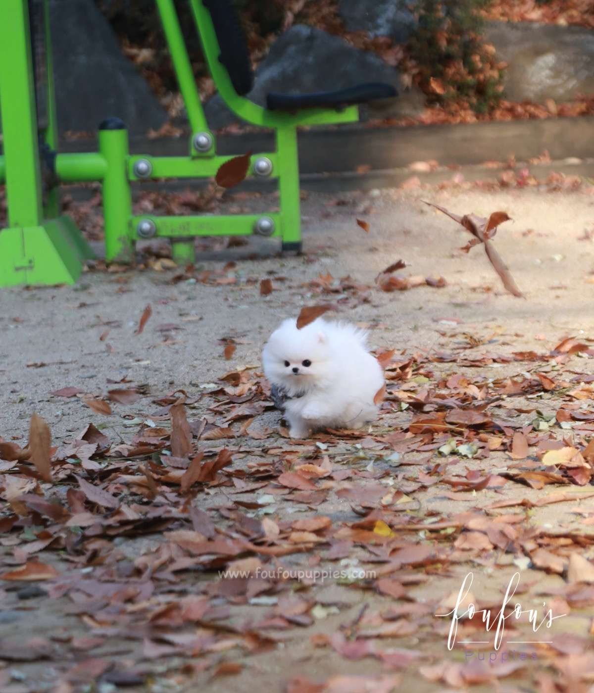 Pinky - Pomeranian F.