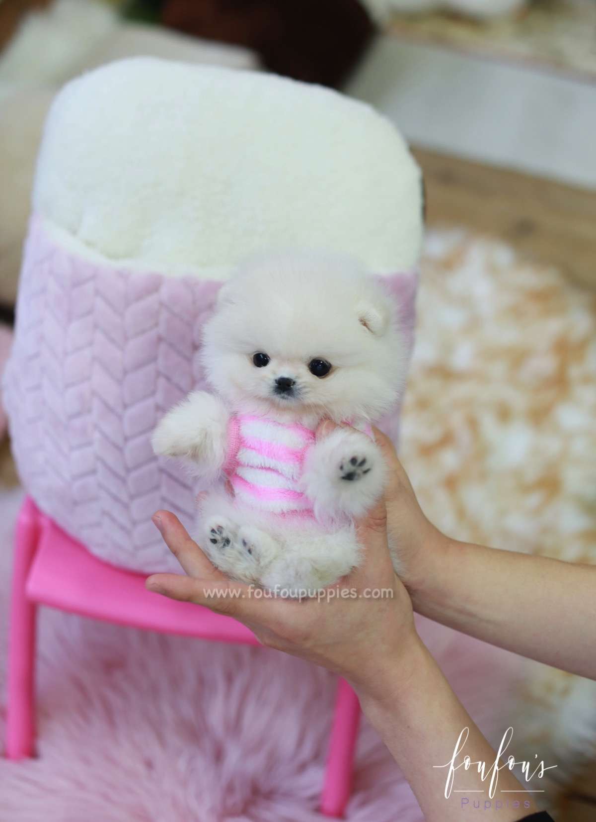 Pinky - Pomeranian F.