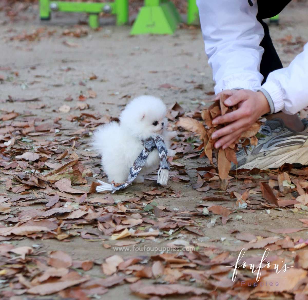 Pinky - Pomeranian F.