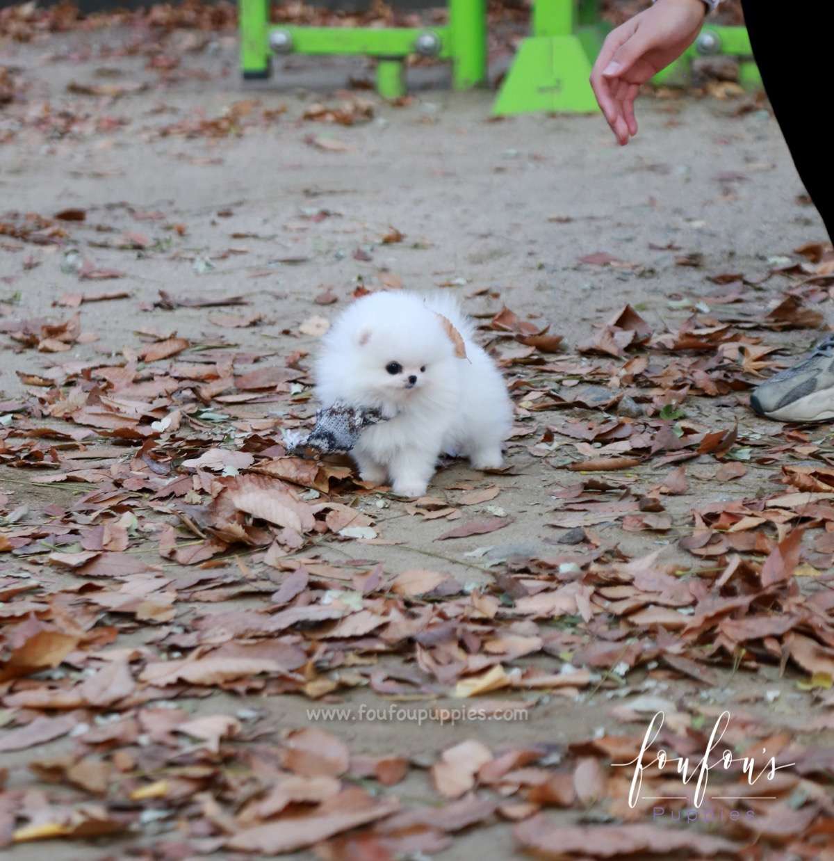 Pinky - Pomeranian F.