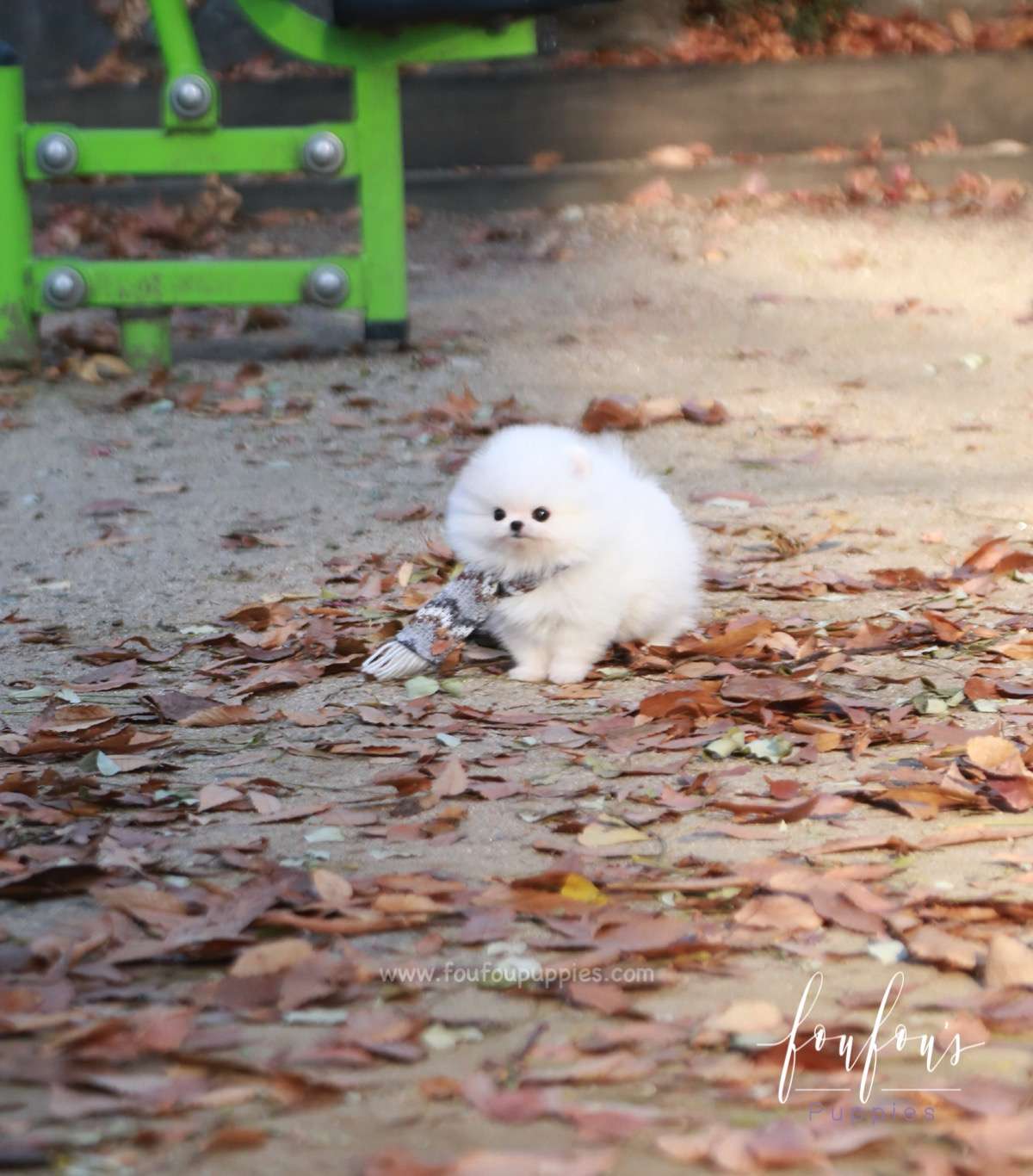 Pinky - Pomeranian F.