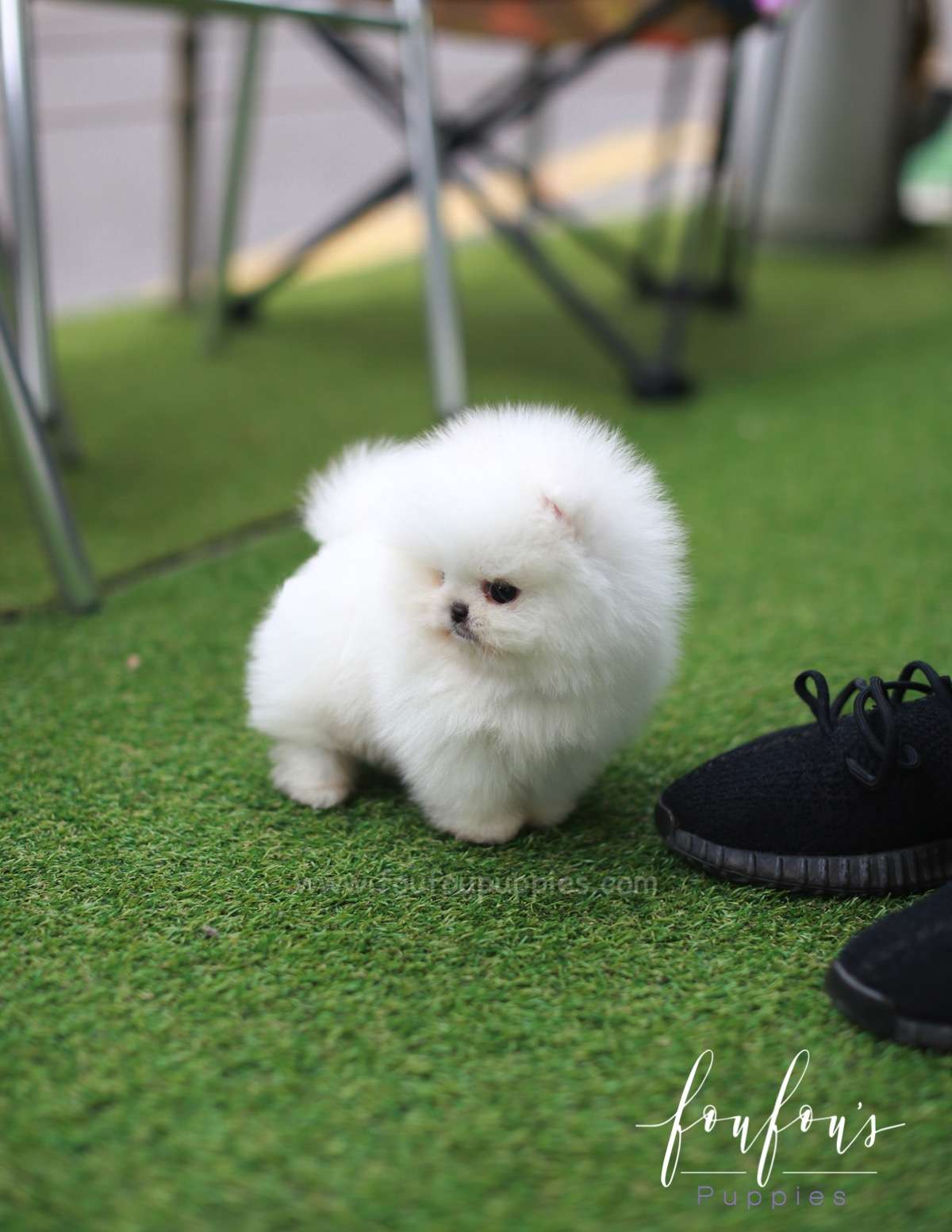 Nova - Pomeranian M.