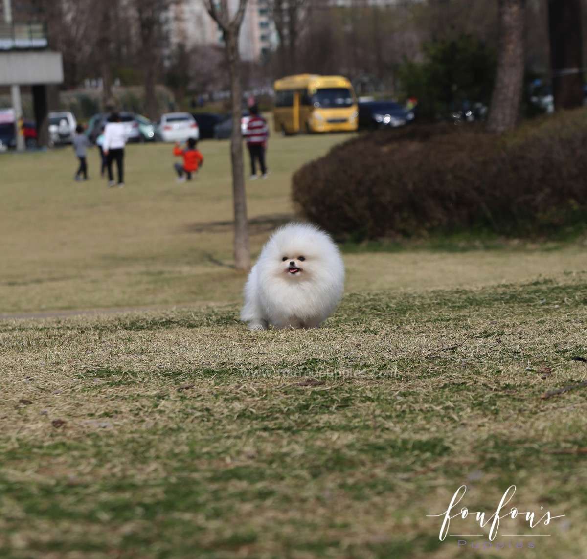 Bella - Pomeranian F.