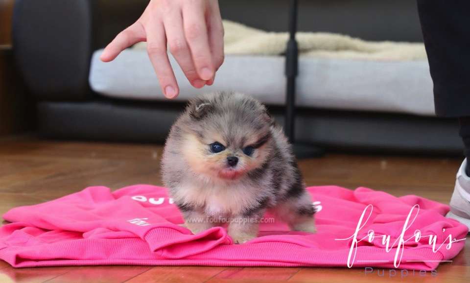 Zazu - Pomeranian M.