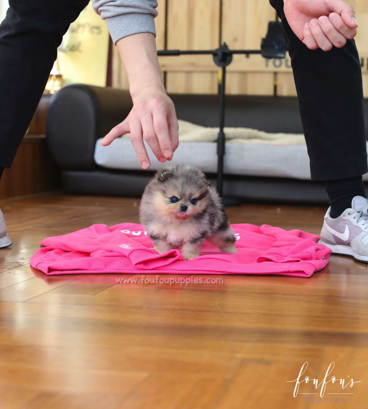 Zazu - Pomeranian M.