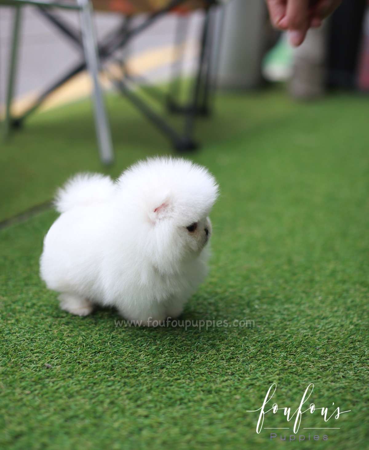 Nova - Pomeranian M.