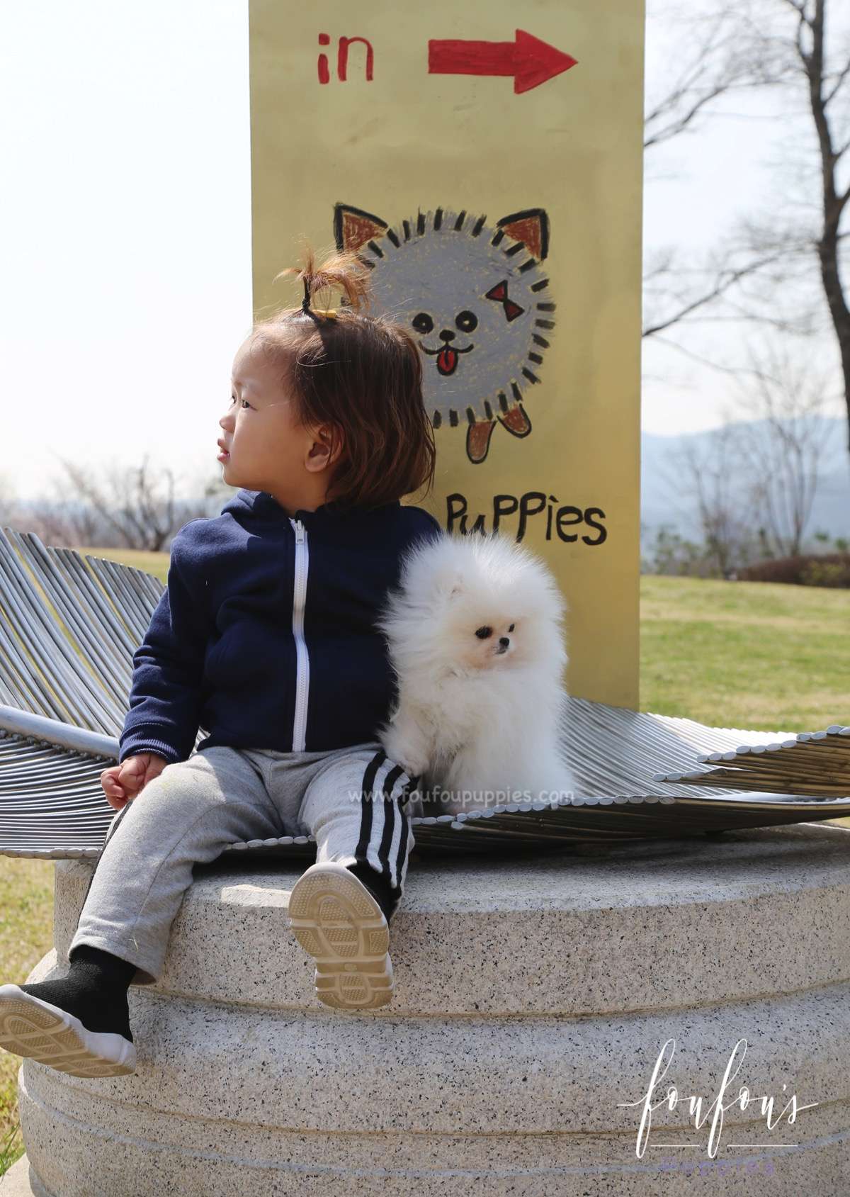 Bella - Pomeranian F.