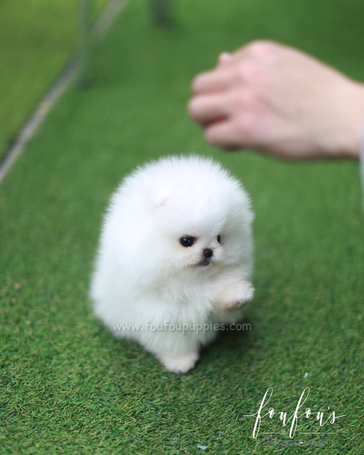 Nova - Pomeranian M.