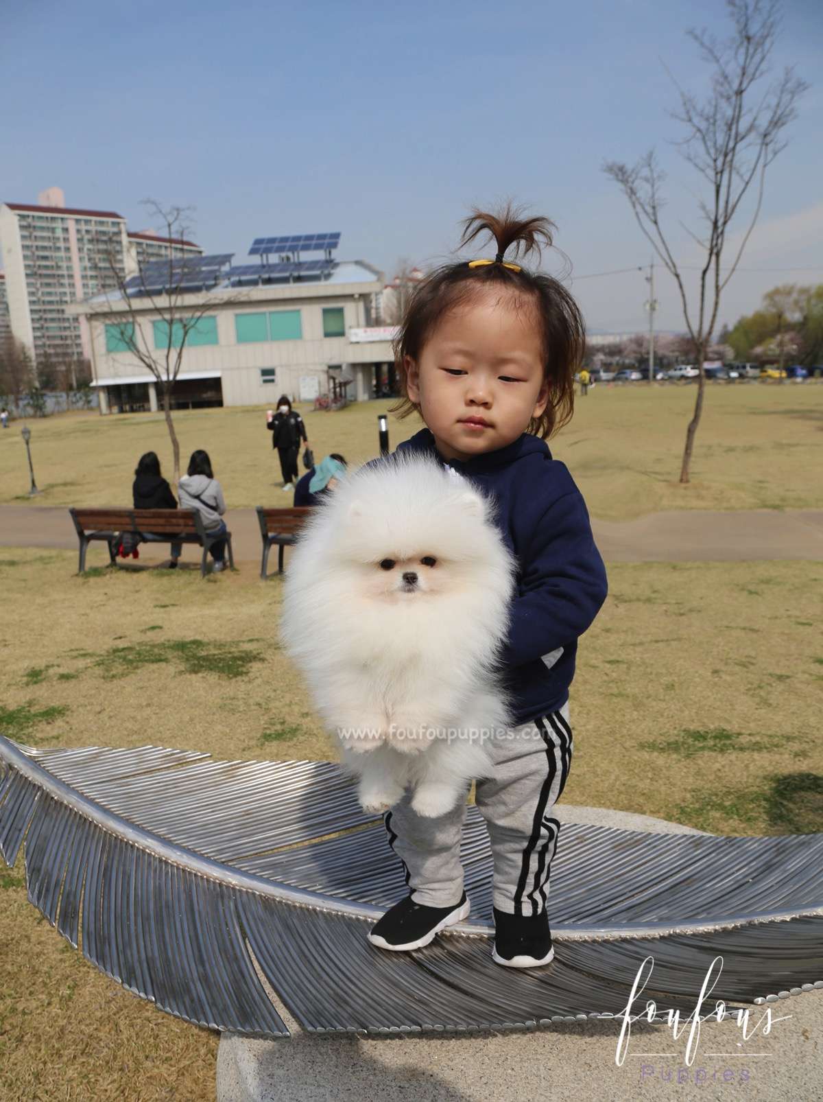 Bella - Pomeranian F.