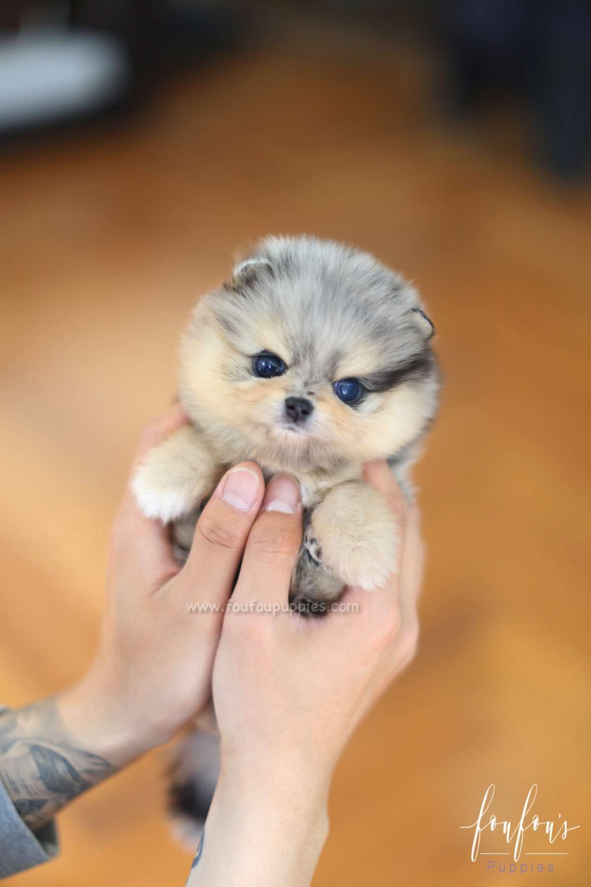 Zazu - Pomeranian M.