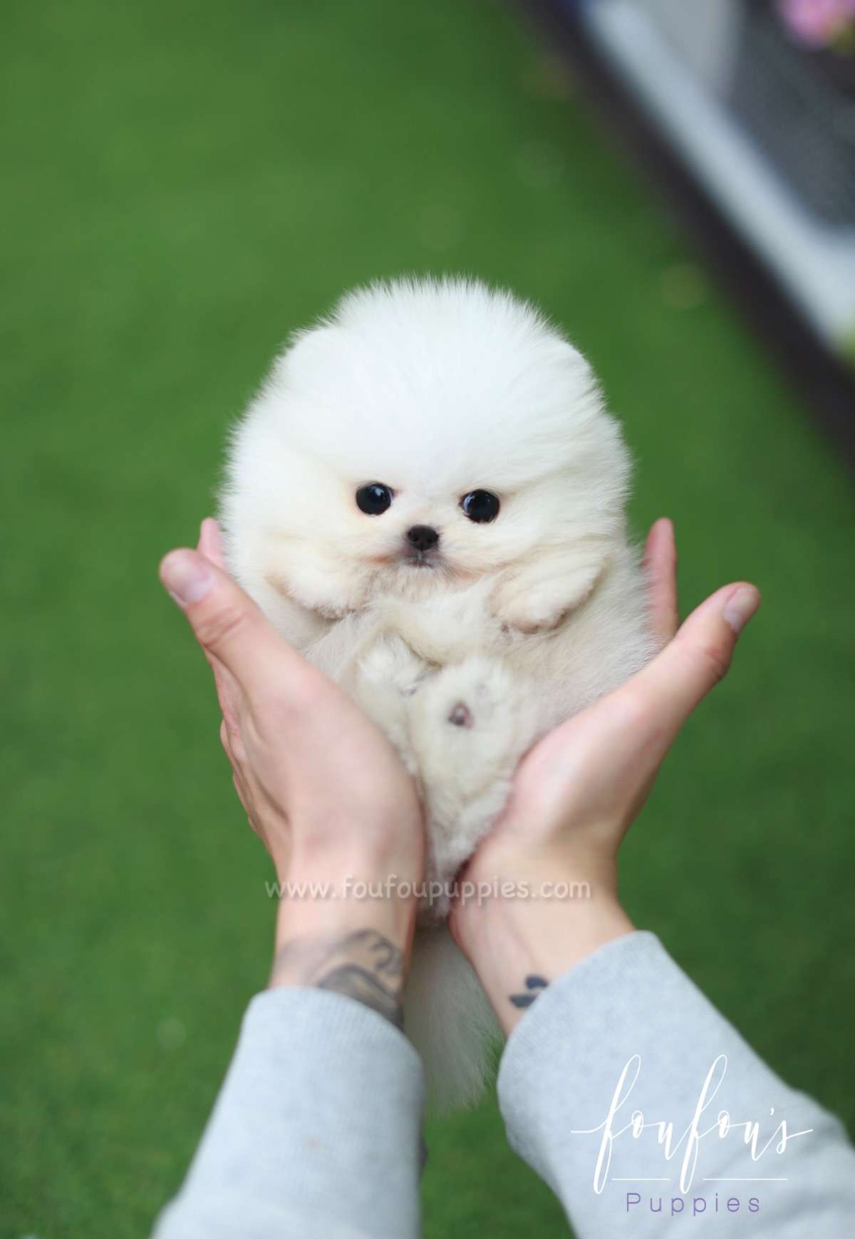 Nova - Pomeranian M.