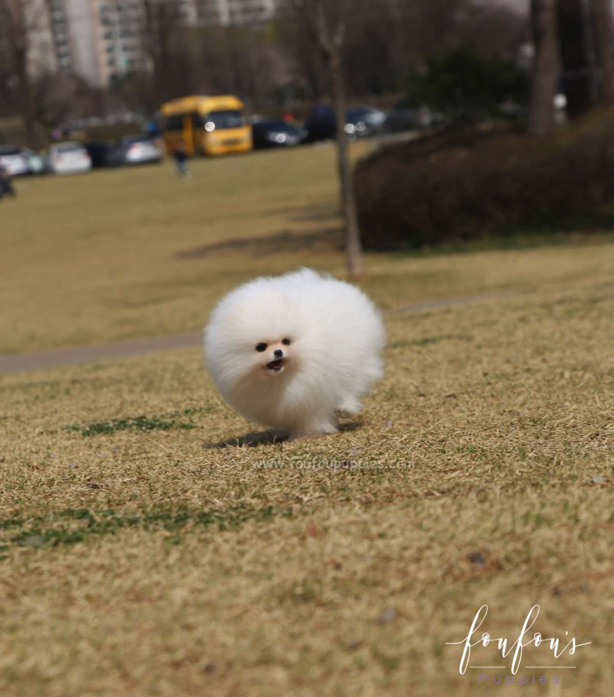 Bella - Pomeranian F.