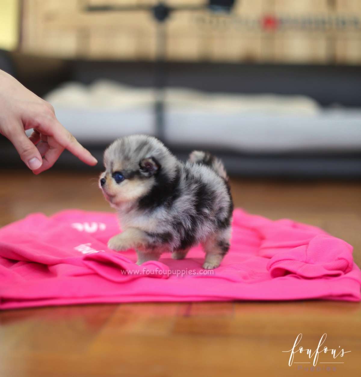 Zazu - Pomeranian M.