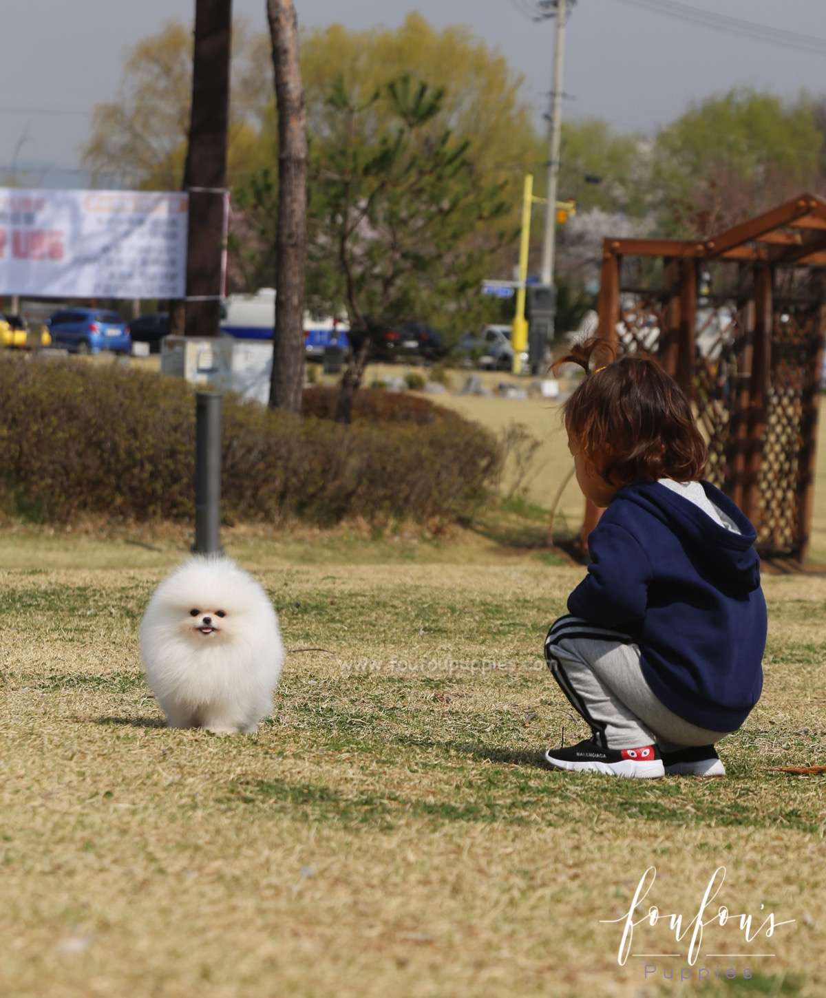 Bella - Pomeranian F.