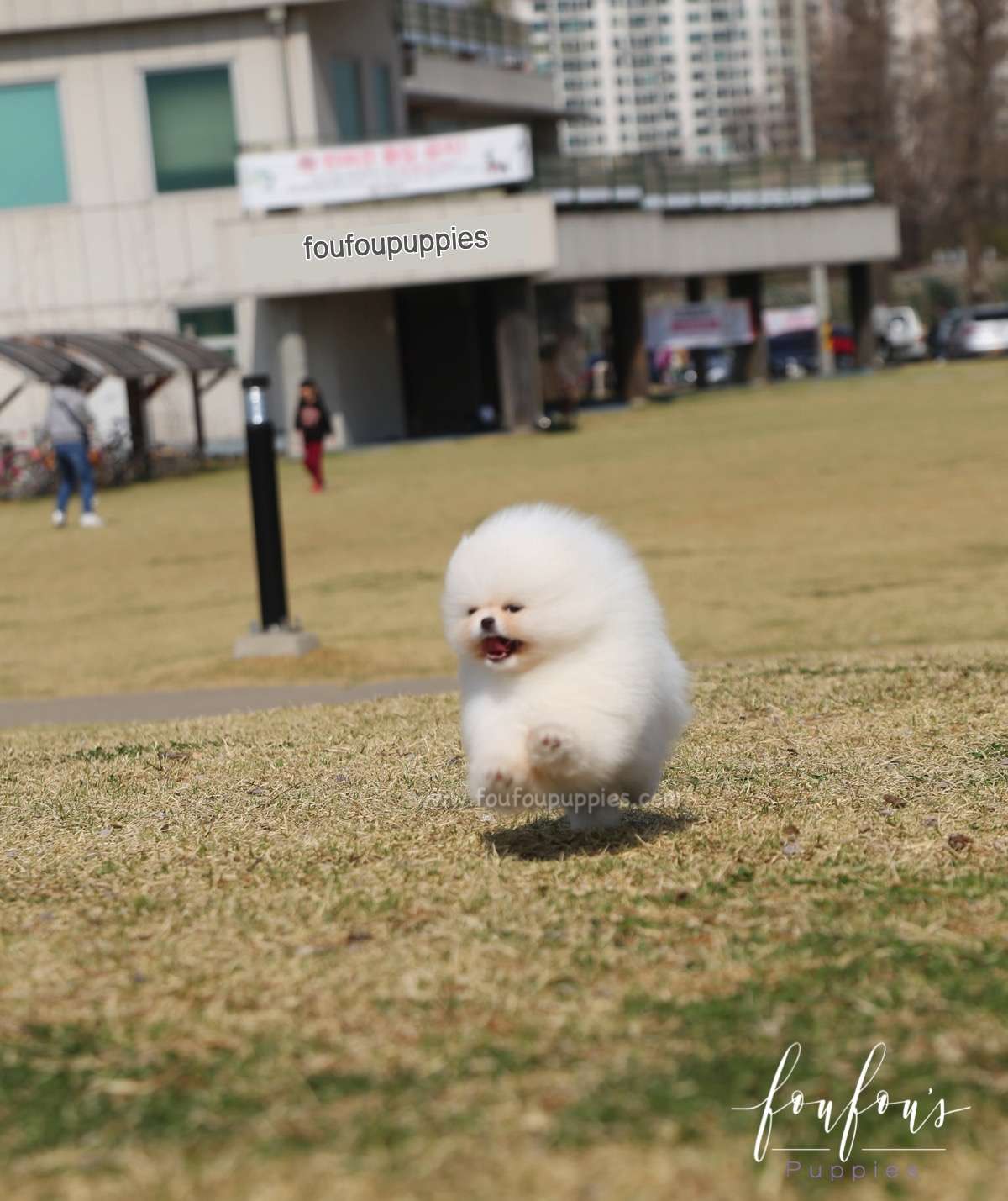 Bella - Pomeranian F.