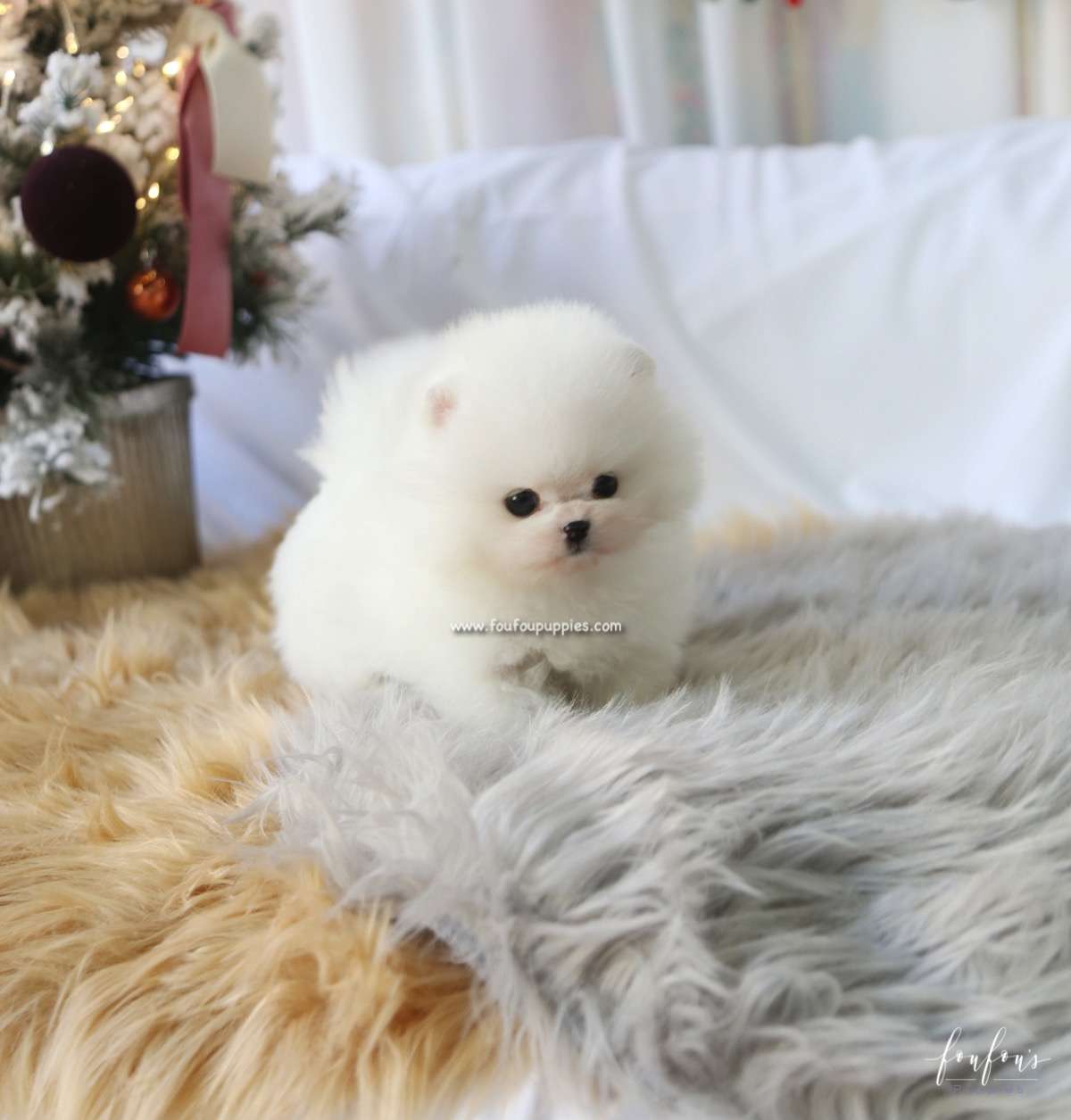 Mittens - Pomeranian F.