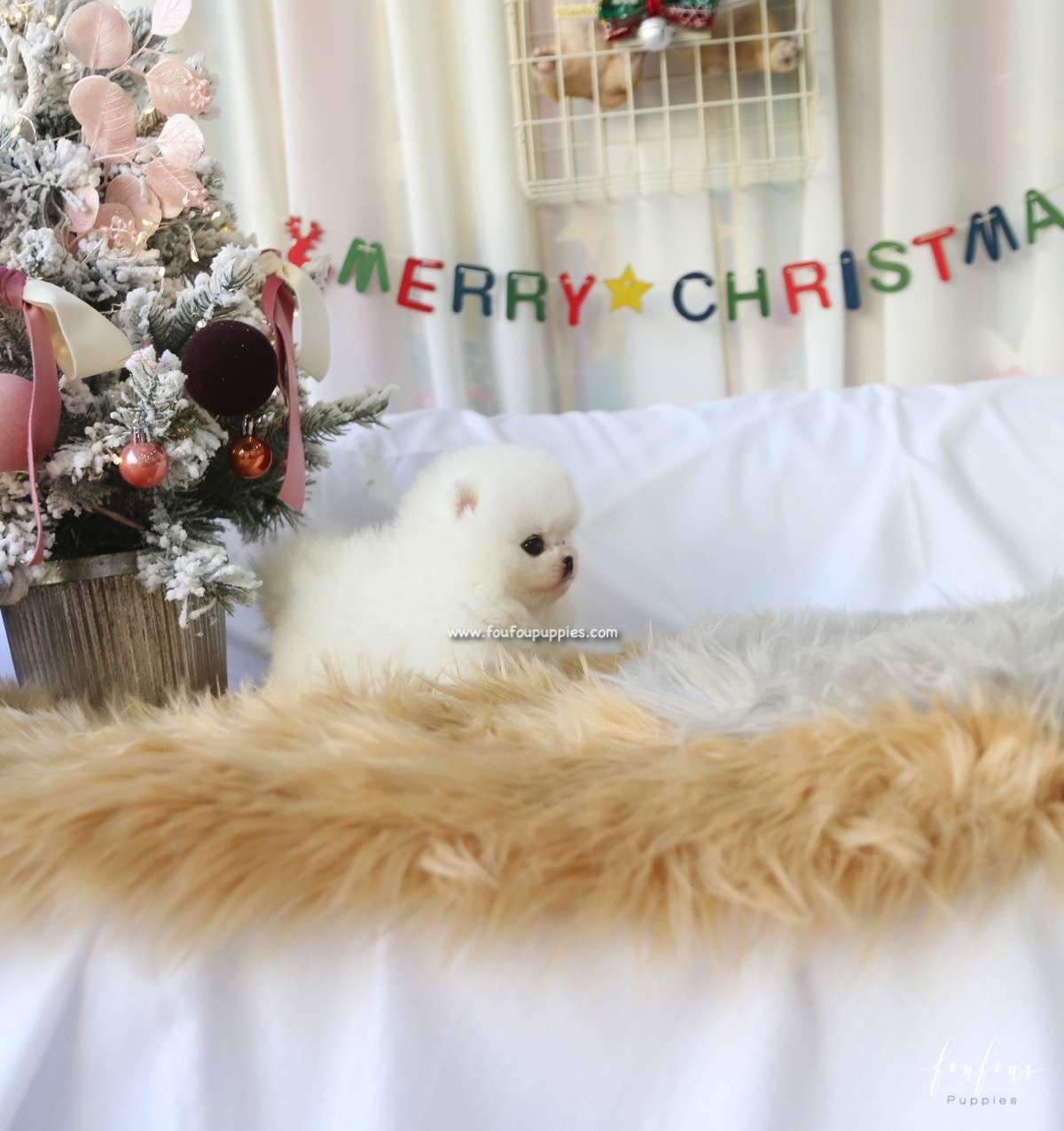 Mittens - Pomeranian F.