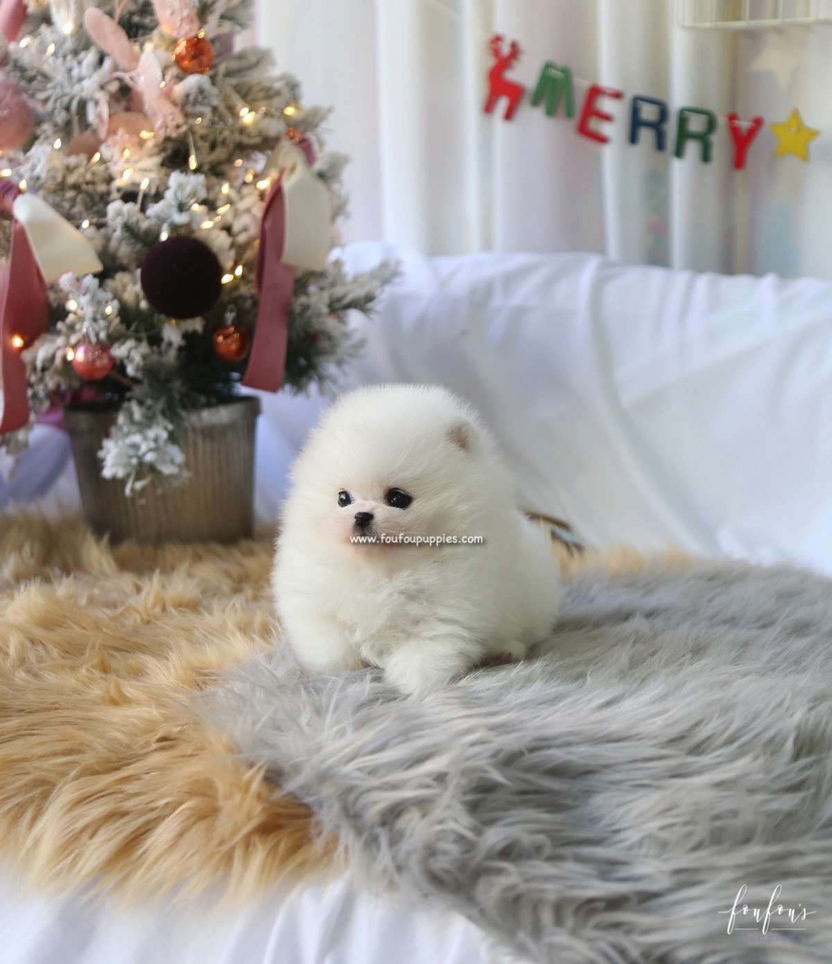 Mittens - Pomeranian F.
