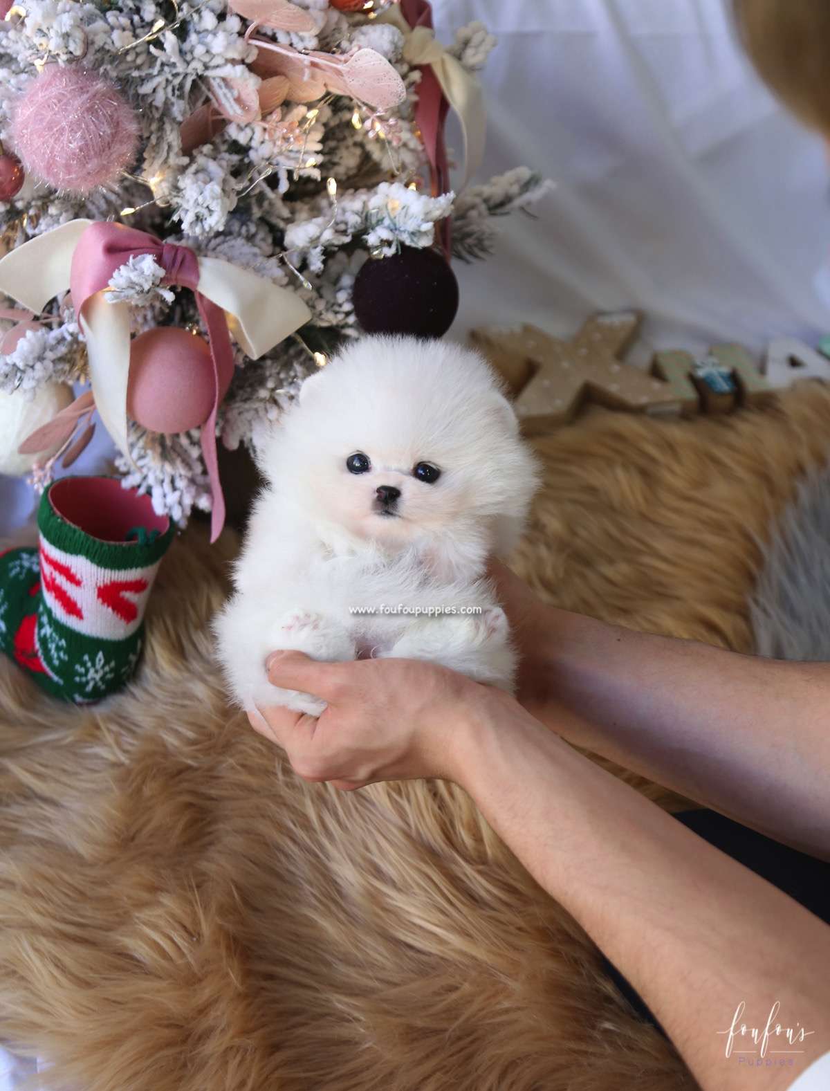Mittens - Pomeranian F.