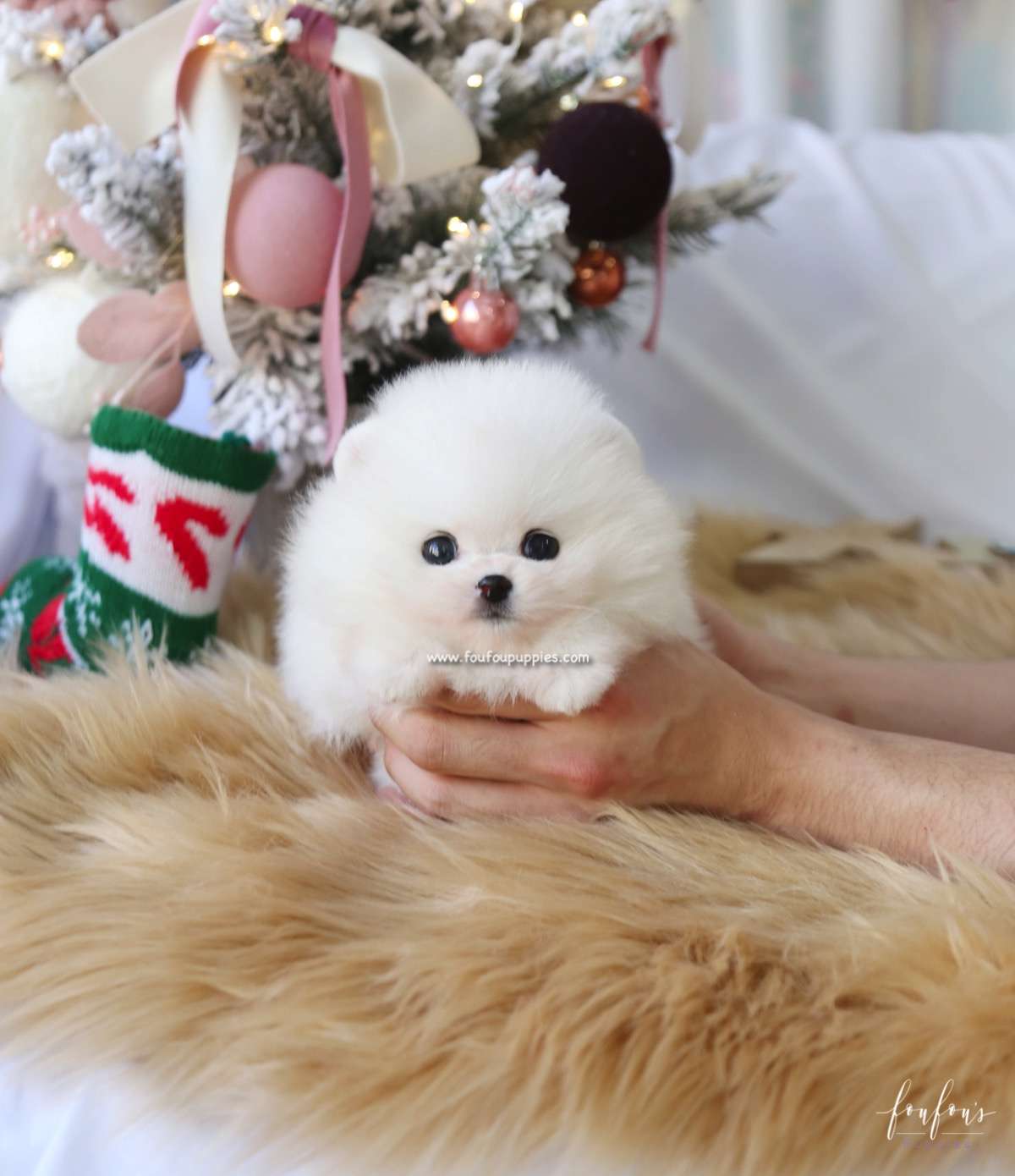 Mittens - Pomeranian F.