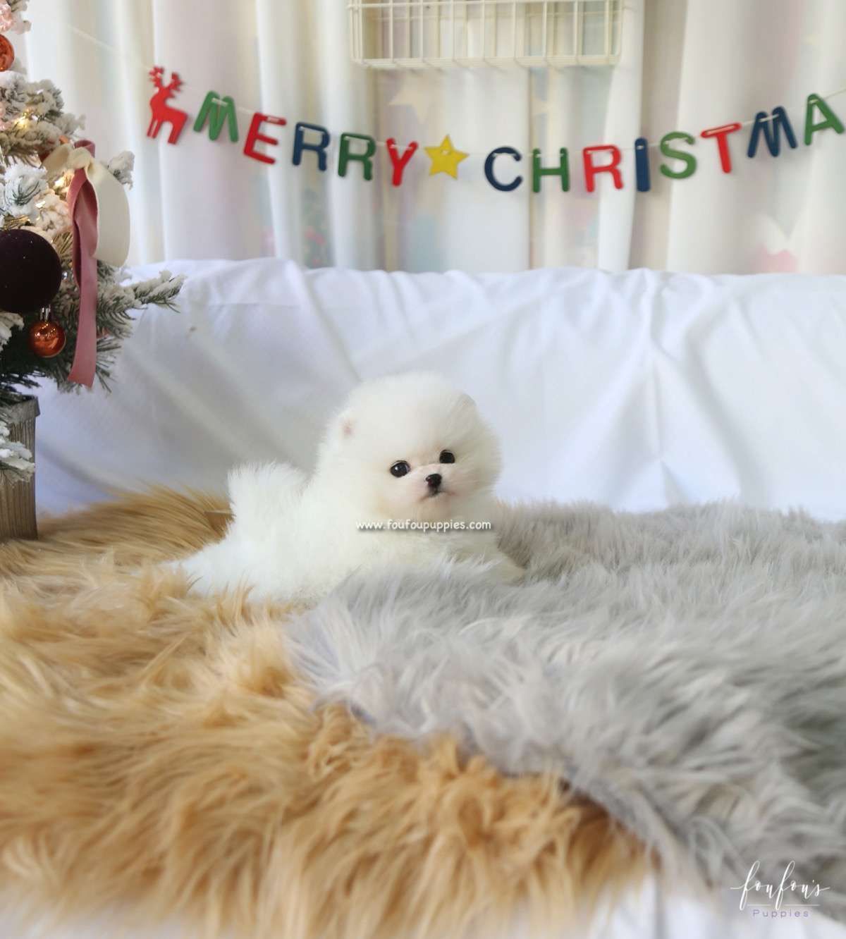 Mittens - Pomeranian F.