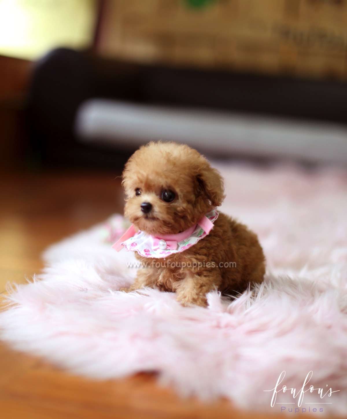 Minnie- Poodle F.