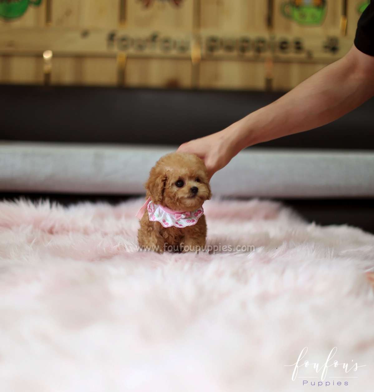 Minnie- Poodle F.