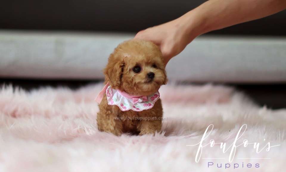 Minnie- Poodle F.