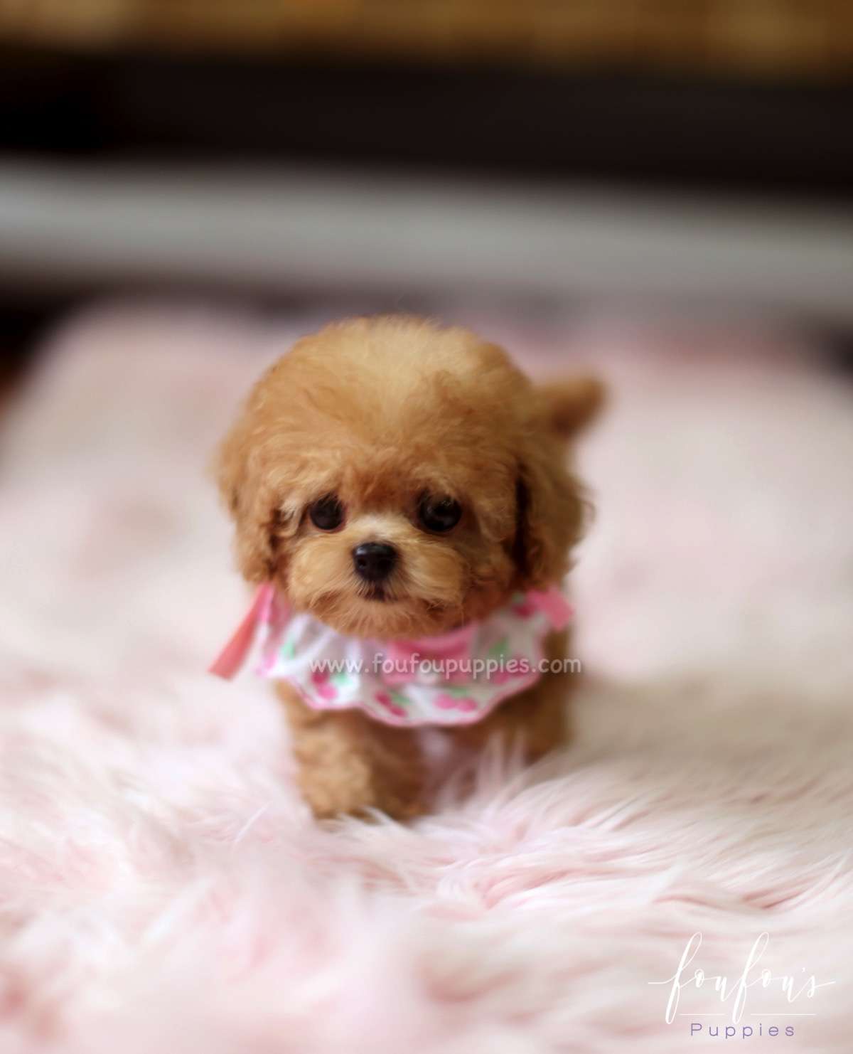 Minnie- Poodle F.