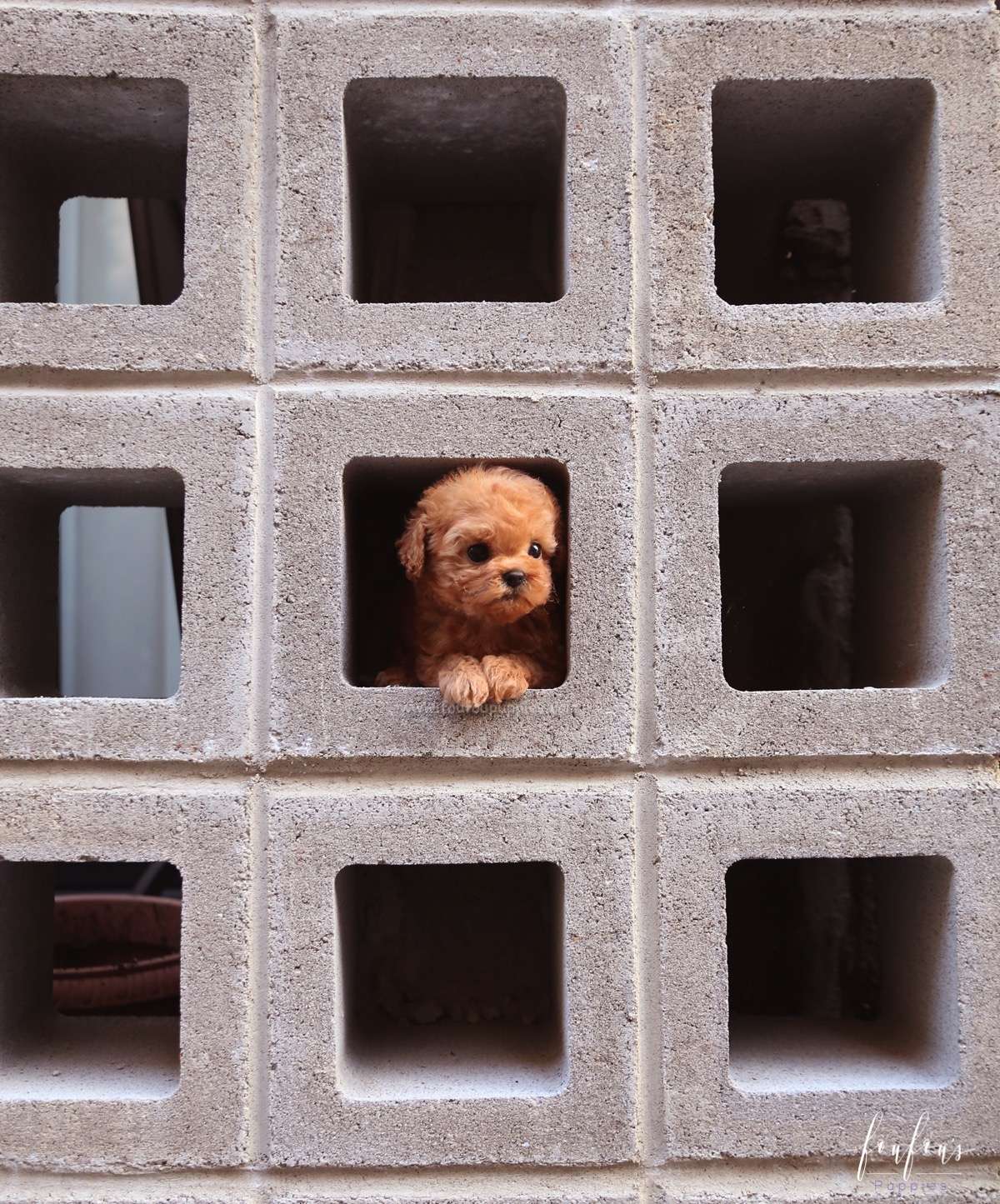 Tilly - Poodle F.