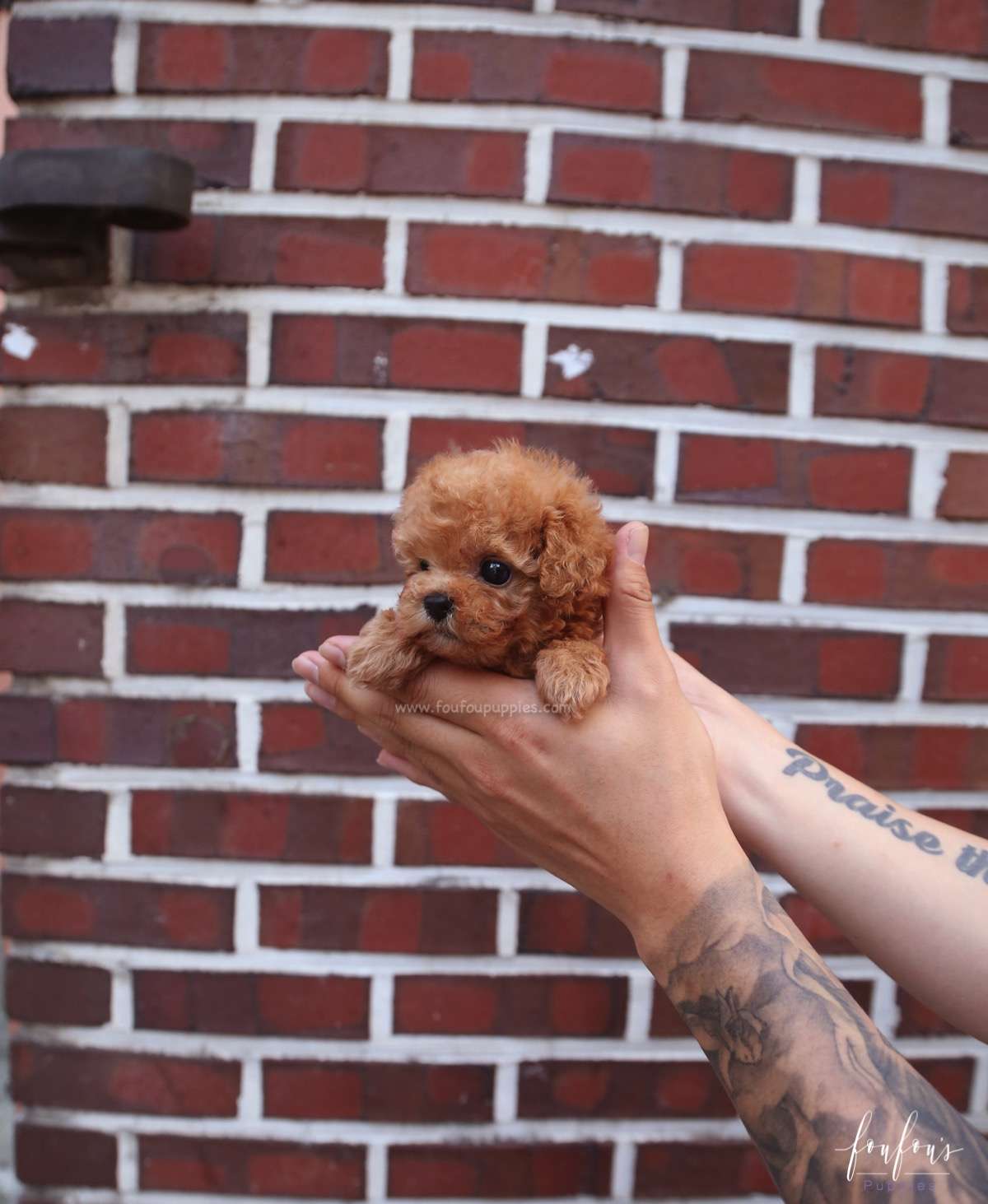 Tilly - Poodle F.