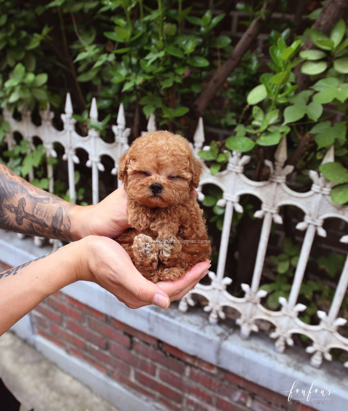 Hank - Poodle M.