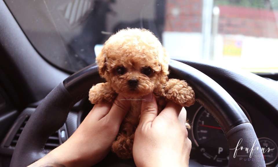 Hank - Poodle M.