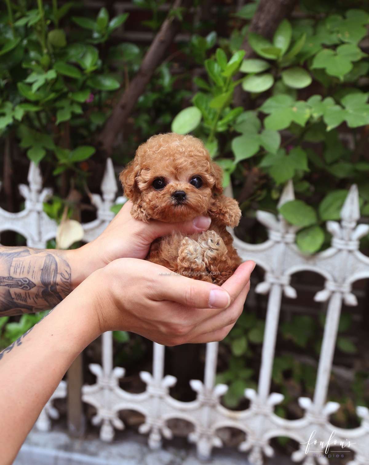 Hank - Poodle M.