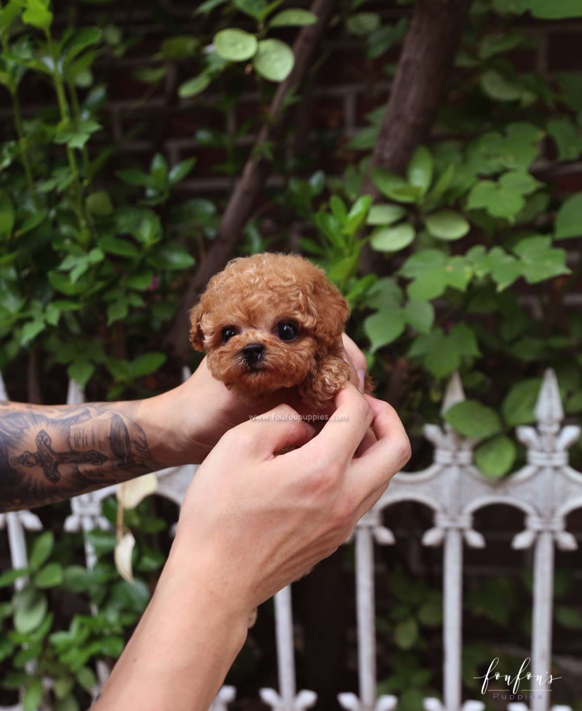 Hank - Poodle M.