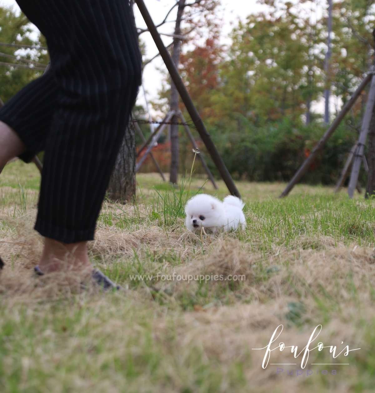 Neige - Pomeranian F.