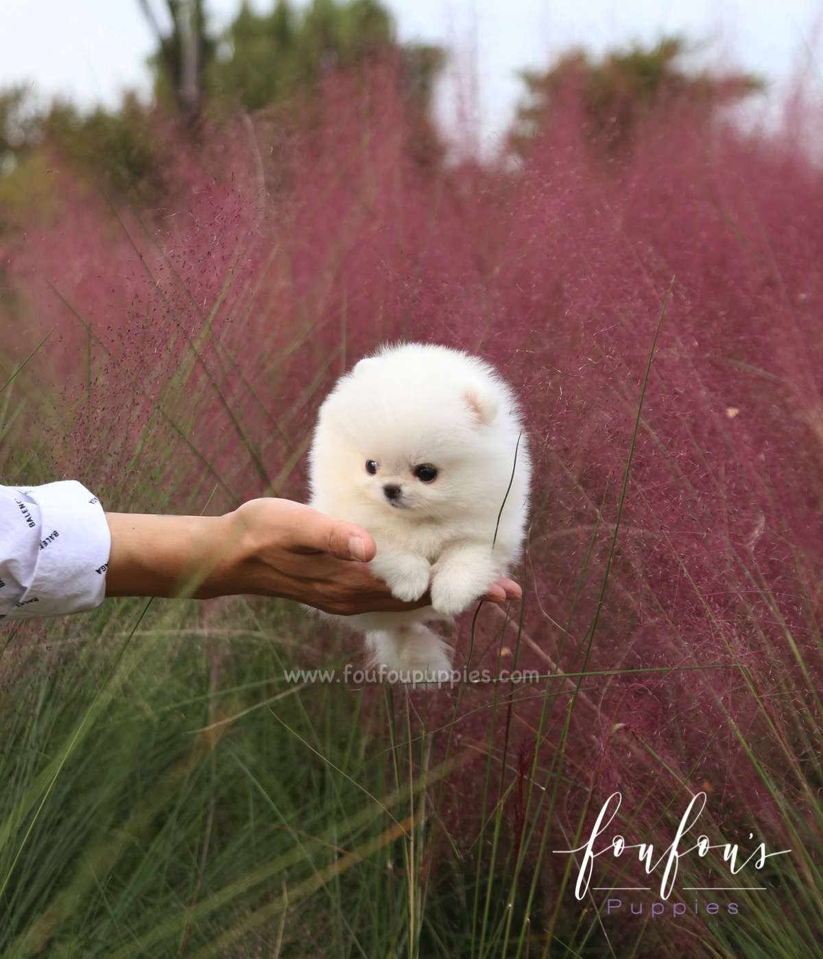 Neige - Pomeranian F.