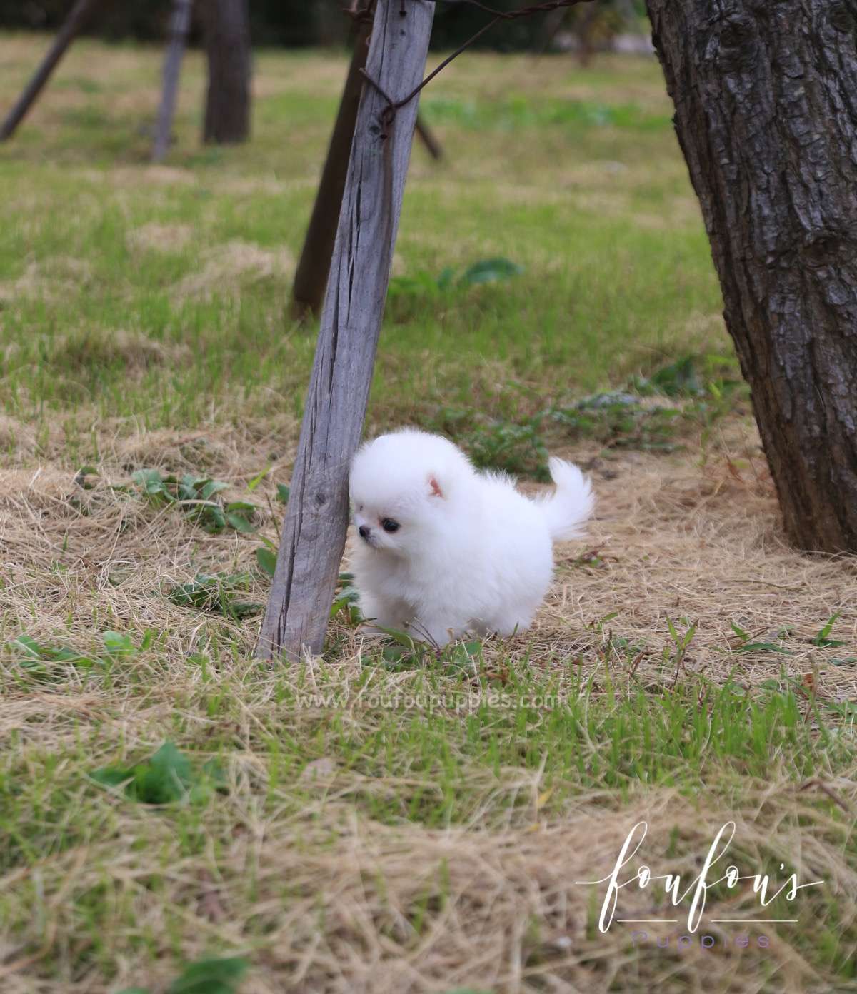Neige - Pomeranian F.