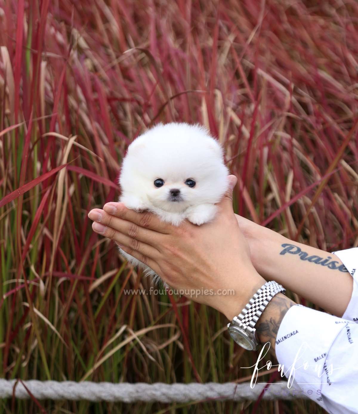 Neige - Pomeranian F.