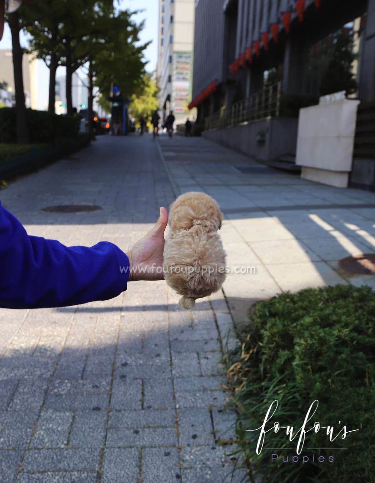 Pooh - Poodle M.
