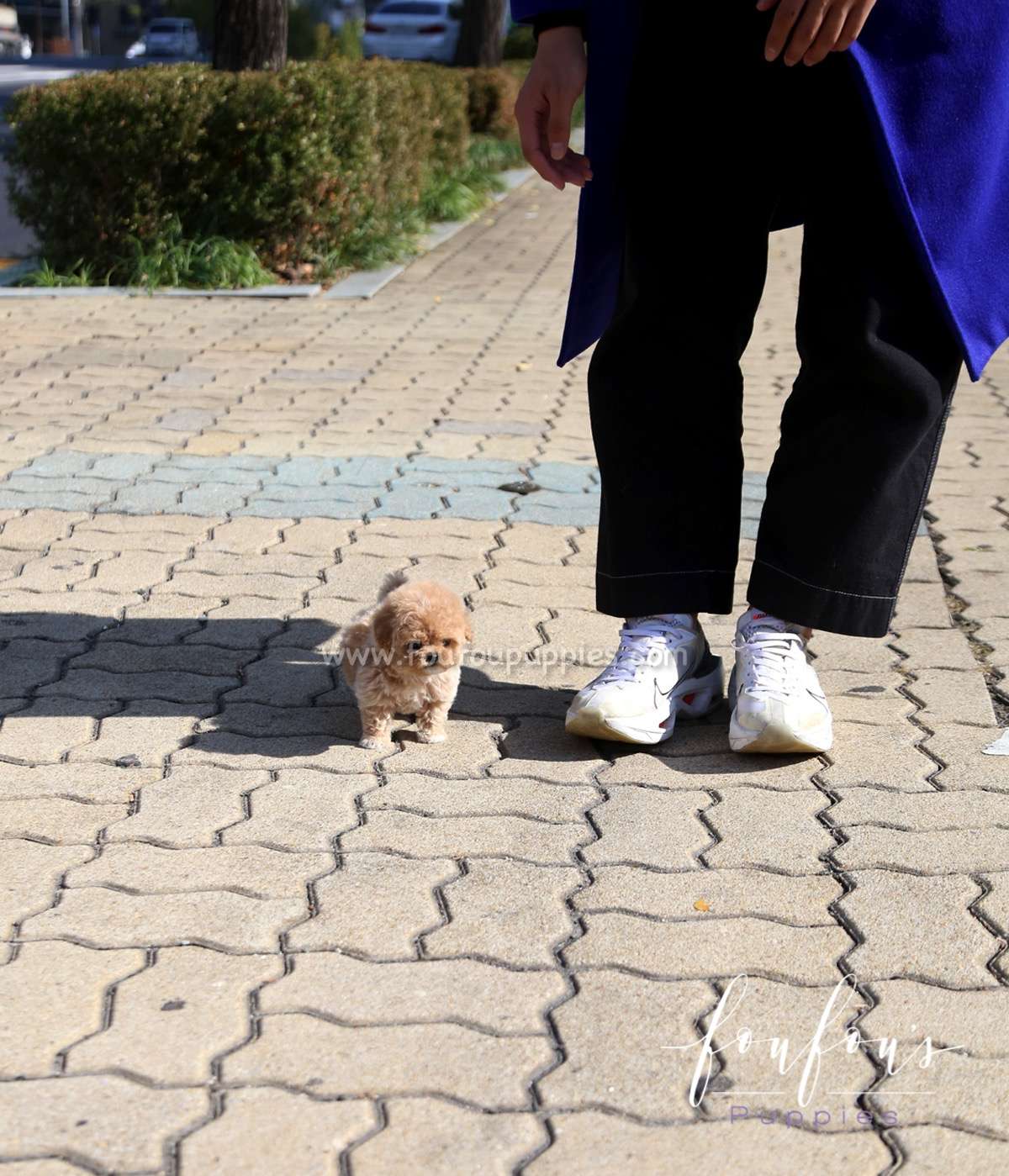 Pooh - Poodle M.