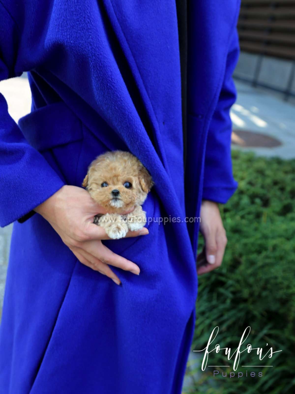 Pooh - Poodle M.