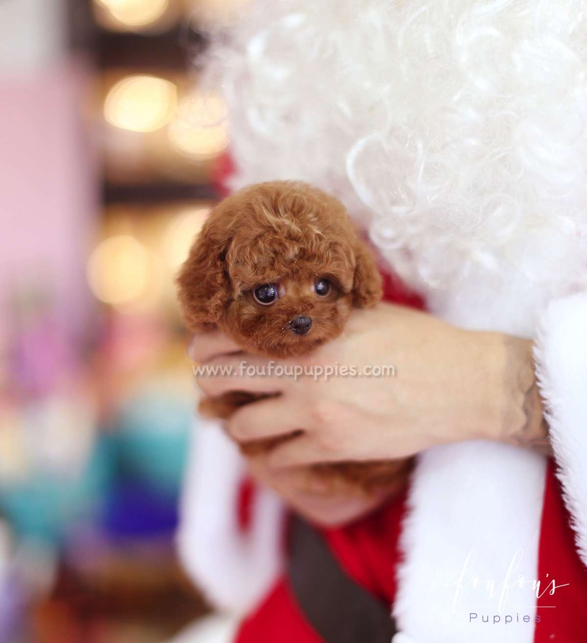 Hope - Poodle F.