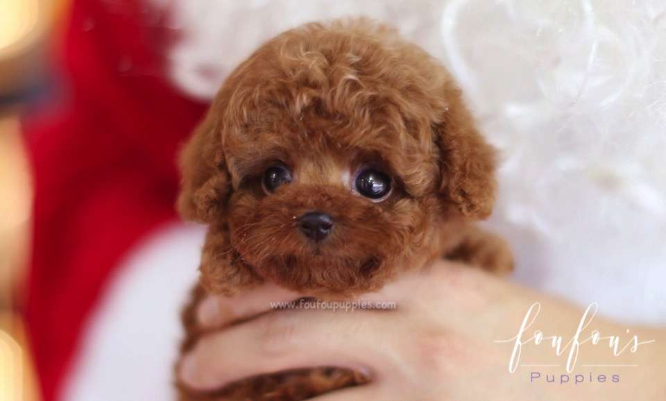 Hope - Poodle F.