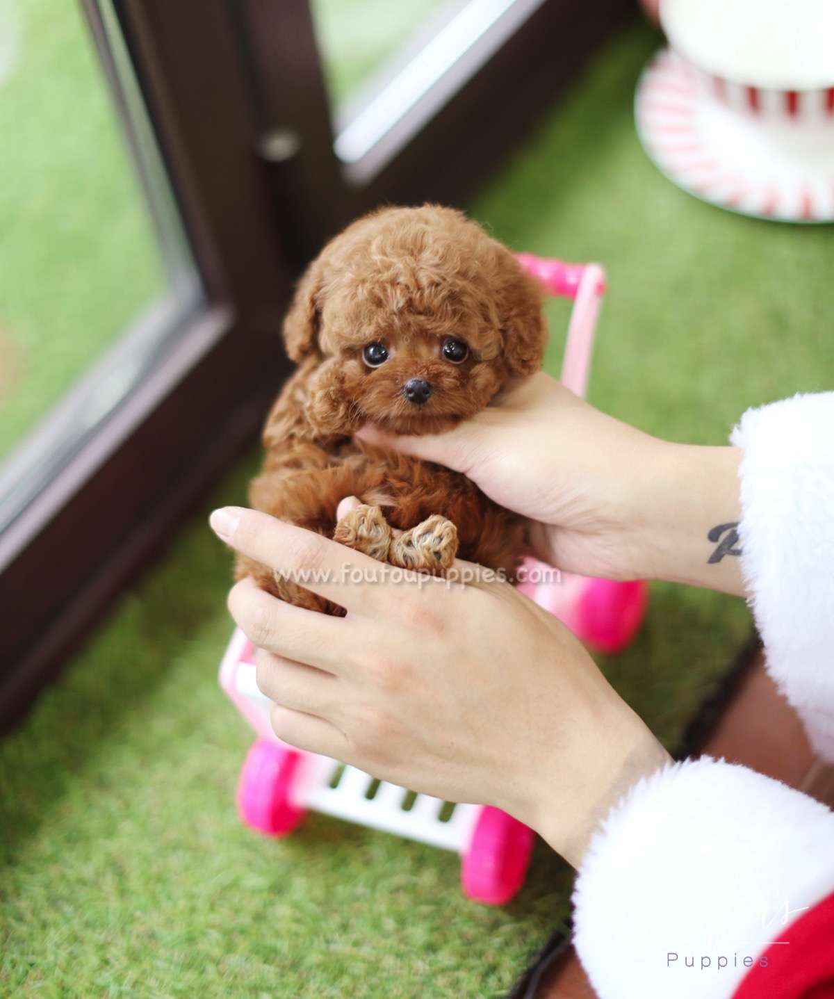 Hope - Poodle F.