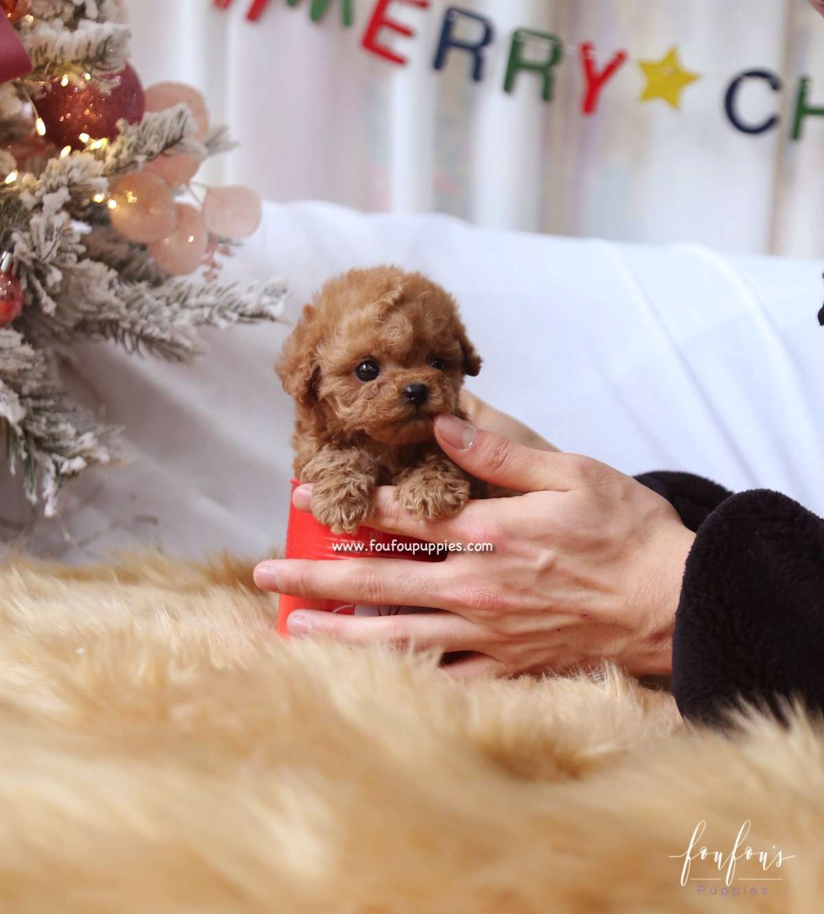Rose - Poodle F.