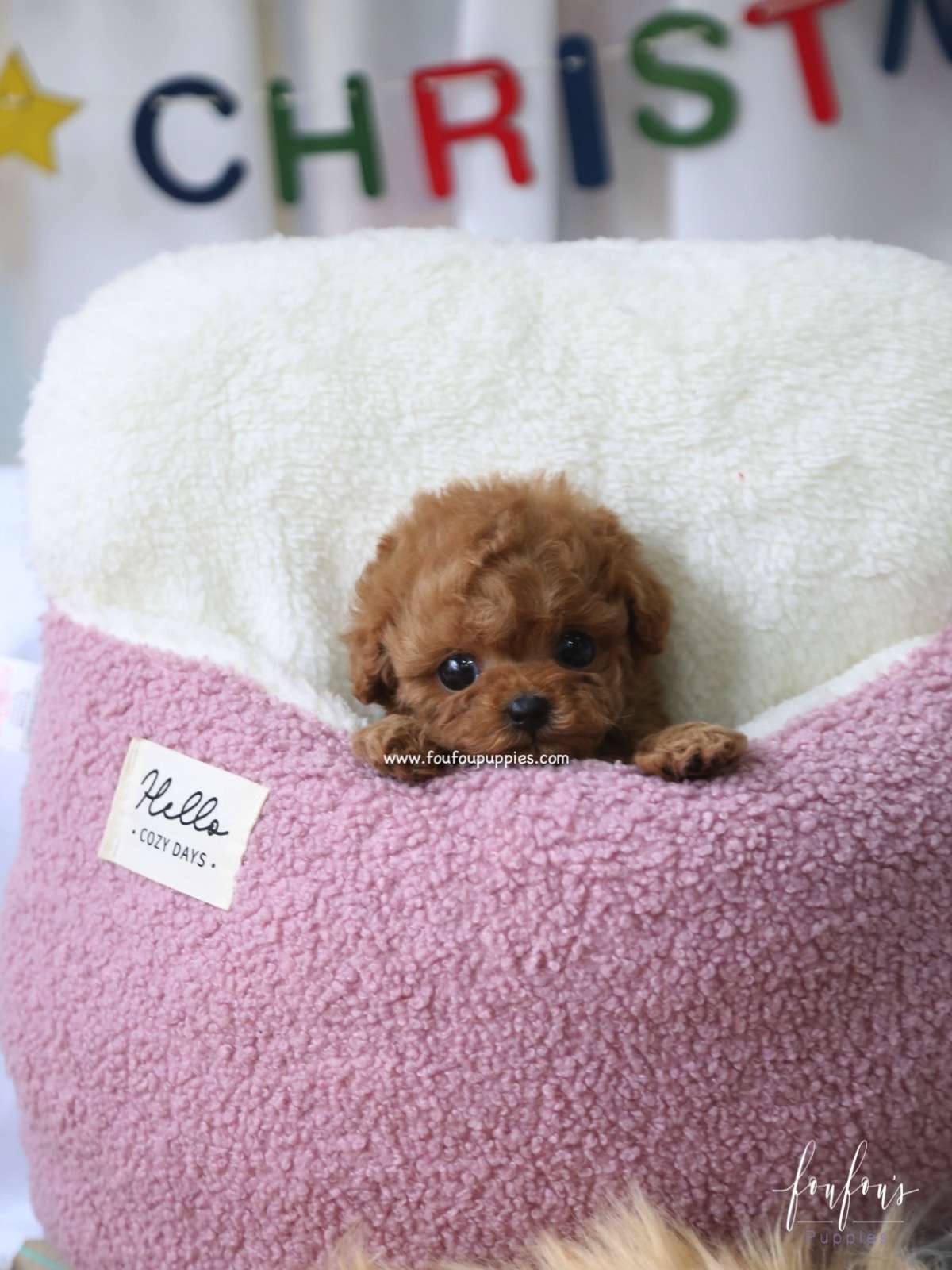 Rose - Poodle F.