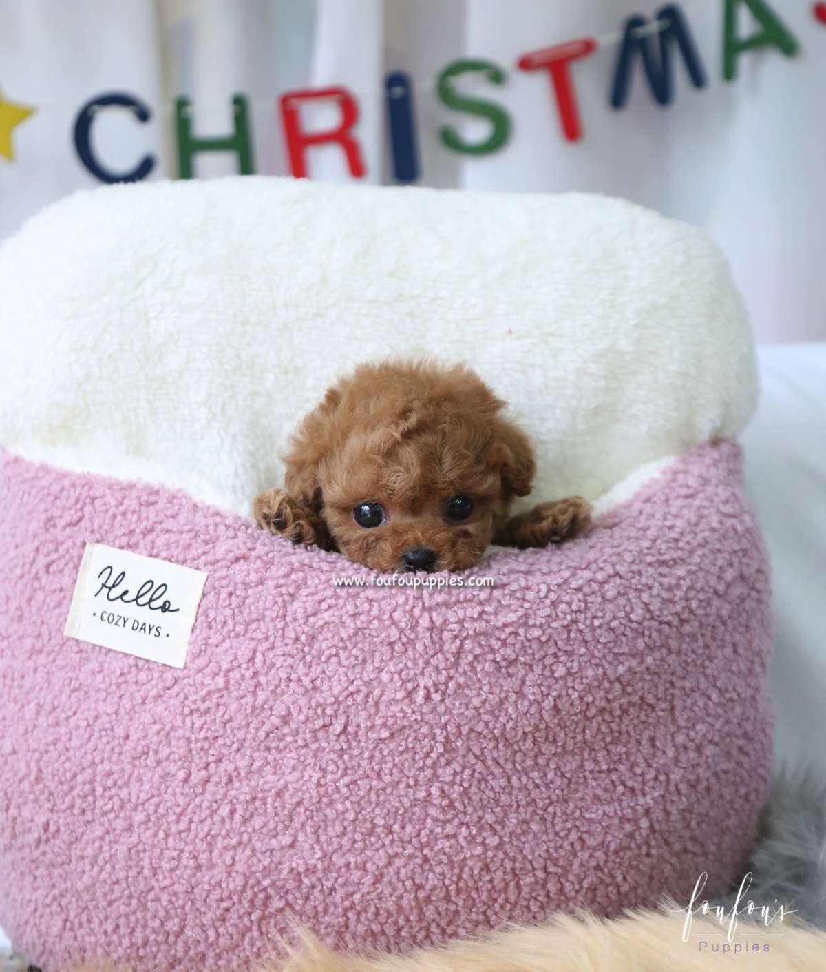 Rose - Poodle F.