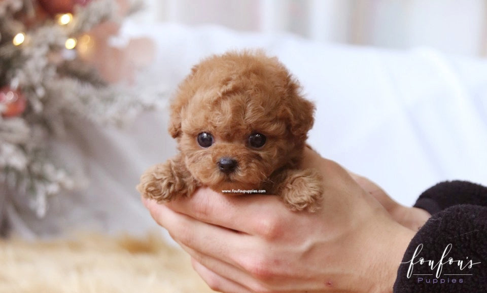 Rose - Poodle F. Foufou Puppies Rose - Poodle F. Foufou Puppies